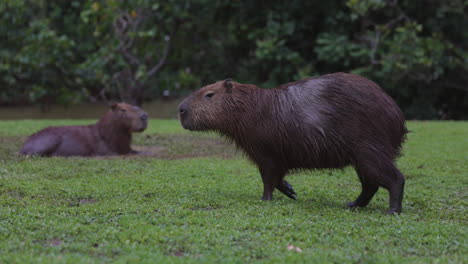 Capybara-wild-rodent-relaxing-next-to-river-bank---casually-walking---side-profile