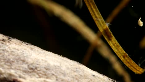 Water-Boatman-Darting-Away-and-Returning-to-Perch