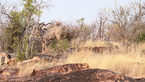 Großer-Kudu-Männchen-Knabbert-Am-Strauch-Zwischen-Felsen