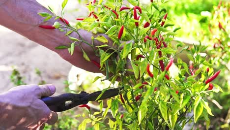 Close-Up-Of-Person-Cutting-Organic-Pepper-From-Green-Plant-Out-In-Nature