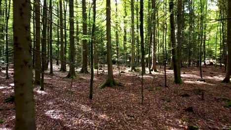 Filmische-Standaufnahme-Eines-Grünen-Waldes-Mit-Hohen-Bäumen
