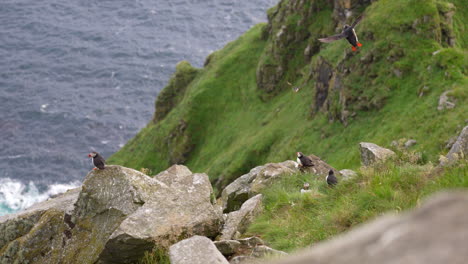 Puffins-Flying-and-Nesting-on-the-Island-of-Runde-in-Norway,-Wide-Shot,-Slow-Motion