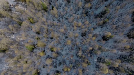 Top-Down-aerial-of-snowy-pine-forest