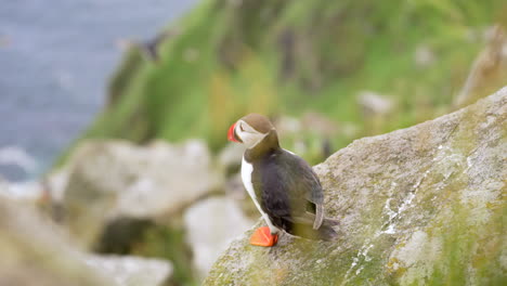 Puffin-Standing-on-the-Edge-of-a-Cliff-in-Norway-with-Grass-Blowing-in-the-Foreground-and-Puffins-Flying-in-the-Background,-Slow-Motion