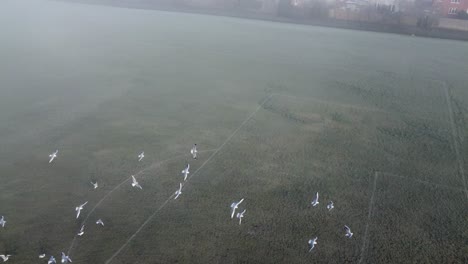 Seagulls-flying-over-foggy-football-field-in-London,-UK