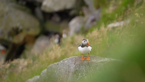 An-Atlantic-Puffin-Perched-on-a-Rock-Surrounded-by-Grass-Blowing-in-the-Wind,-Slow-Motion,-Close-Up