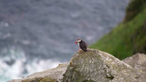 A-Puffin-Perched-on-the-Edge-of-a-Cliff-in-Norway-with-Puffins-Flying-Above-the-Ocean-in-the-Background,-Slow-Motion