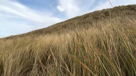 Close-up-shot-of-smooth-sway-dunes-grass-at-beach-against-blue-sky-and-clouds-in-summer---slow-motion