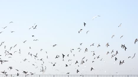 Hundert-Weiße-Möwenvögel-Fliegen-über-Geländer-In-Der-Natur