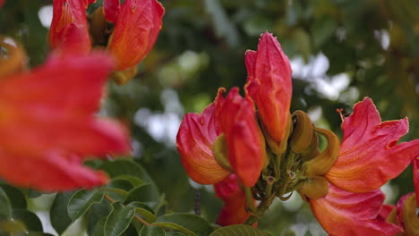 Afrikanische-Tulpenbaumblume-In-Freier-Wildbahn,-Wunderschön---Nahaufnahme