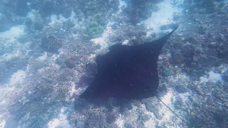 Large-manta-ray-visiting-coral-reef-cleaning-station-day-spa-with-small-fish-on-its-back-cleansing-of-dead-skin-and-parasites-in-Flores-Island