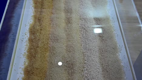 Different-type-of-rice-displayed-during-the-Gulf-Food-Exhibition-in-the-United-Arab-Emirates