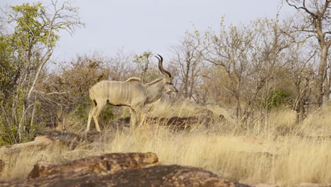 Greater-Kudu-male-on-rocks-with-high-grasses,-slow-motion