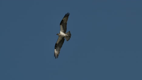 Fischadler-Fliegt-Vor-Blauem-Himmel