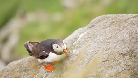 Atlantic-Puffin-Standing-on-a-Rock-in-Norway-with-Grass-Blowing-in-the-Foreground,-Close-Up-Slow-Motion