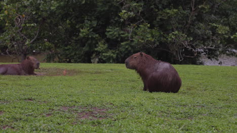 Capybaras-rodent-sitting-next-to-river-bank-relaxing---wide-shot
