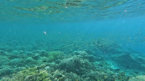 Schwarzspitzen-Riffhai-Schwimmt-Durch-Schwärme-Kleiner-Tropischer-Fische-über-Dem-Meeresökosystem-Korallenriff-Auf-Der-Insel-Flores,-Indonesien