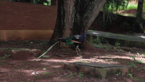 Peacock-bird-wandering-around-neighbourhood-in-Brazilian-community