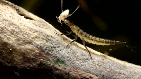 Larva-De-Escarabajo-Acuático-Alimentándose-De-Un-Nadador