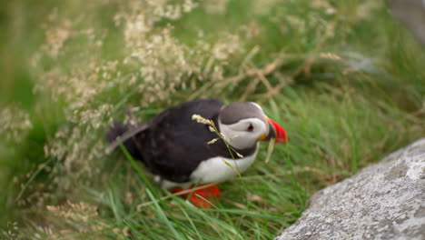 A-Puffin-Works-on-Building-Its-Nest-on-a-Windy-Cliff-in-Norway,-Close-Up,-Slow-Motion