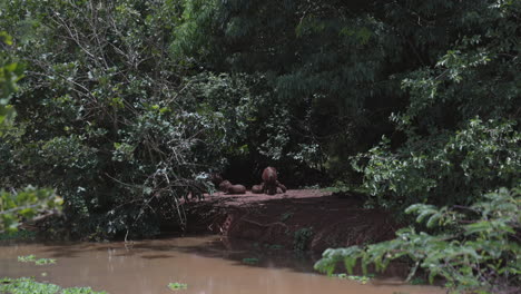 Familie-Wilder-Wasserschweine,-Die-Sich-Im-Brasilianischen-Sommer-In-Der-Nähe-Eines-Flusses-Entspannen-–-Weitwinkelaufnahme