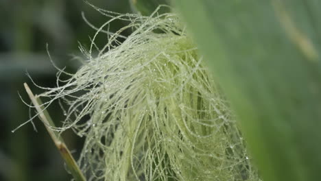 Wet-corn-fibers-from-a-full-grown-stalk