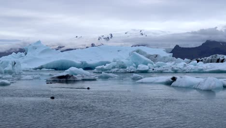 Robbenschwimmen-Und-Tauchen-Zwischen-Eisfelsen-Des-Jökulsárlón-Gletschers-In-Island,-4k