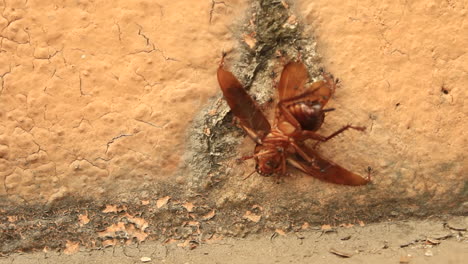 Nahaufnahme-Einer-Ameisengruppe,-Die-Einen-Großen-Geflügelten-Käfer-An-Der-Seite-Einer-Gelben-Wand-Hochhebt