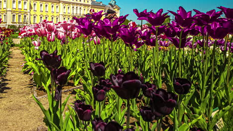 Timelapse-of-some-purple-flowers-in-a-garden-and-in-the-background-a-building-with-a-yellow-facade