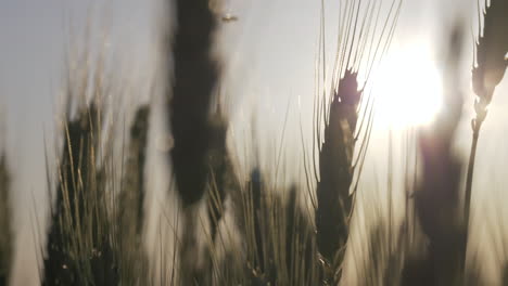 Slow-motion-tight-shot-of-wheat-during-sunset