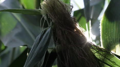 Tight-shot-of-corn-stalk-with-sun-flair