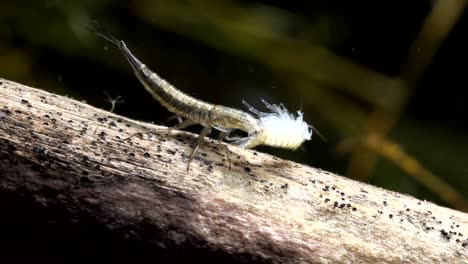 Larva-De-Escarabajo-Acuático-Comiendo-Un-Scud