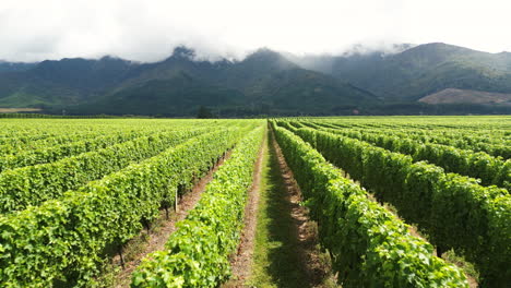 Reihen-Eines-Wunderschönen-Weingartens-An-Einem-Sonnigen-Tag-In-Neuseeland-In-Der-Eröffnungsaufnahme-Aus-Der-Luft