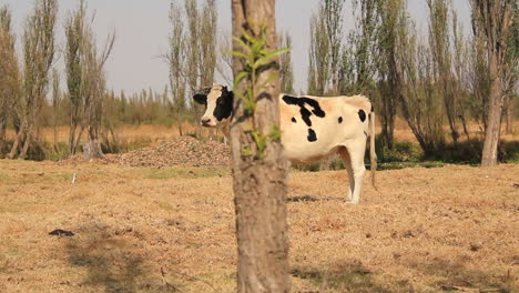 Smooth-dolly-of-shot-of-spotted-black-and-white-cow-in-Xochimilco-Mexico