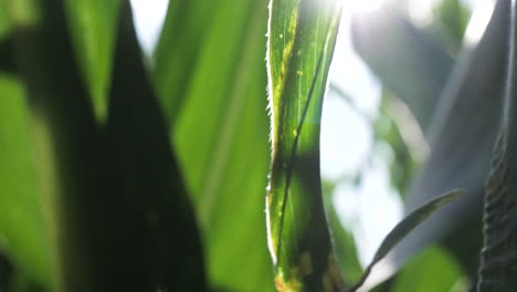 Vibrant-Corn-stalk-leaves-with-sun-flair