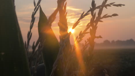 Slow-motion-tight-shot-of-corn-during-sunrise-with-sun-flairs