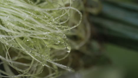 Slow-motion-tight-shot-of-corn-fibers-dripping-with-water