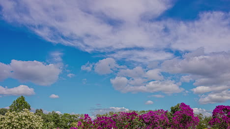 Zeitraffer-Eines-Blauen-Himmels-Mit-Vorziehenden-Wolken-Und-Blumen-Darunter