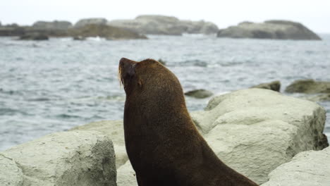 Fur-seal-of-rocky-coast-of-New-Zealand,-handheld-view