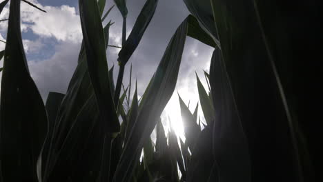 Silhouette-of-corn-stalks-with-blue-sky-and-sun-flair