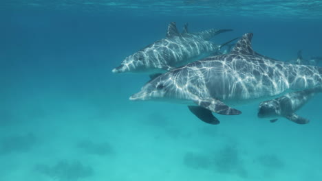 Dolphins-Swimming-together-in-the-coral-reef-of-the-Red-Sea-of-Egypt