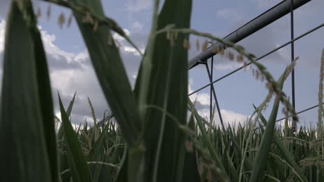 Slow-motion-slider-shot-of-pivot-irrigation-system-in-a-field-of-corn