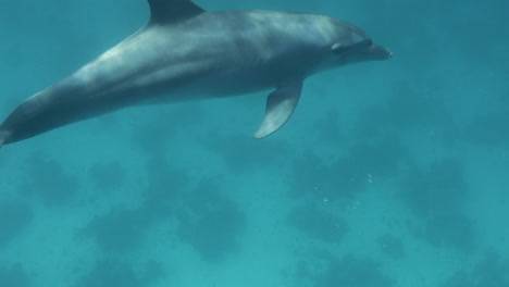 Delphin-Im-Korallenriff-Des-Roten-Meeres-Von-Ägypten-4k
