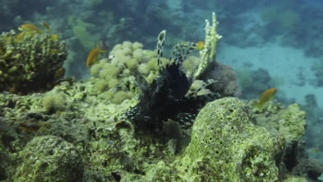 Feuerfische-Im-Korallenriff-Des-Roten-Meeres-In-Ägypten