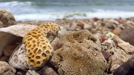 Dead-Corals-on-the-Shore-of-the-Indonesian-Beach,-Climate-Change,-Global-Warming