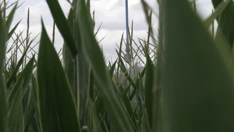 Medium-shot-of--pivot-irrigation-system-watering-corn