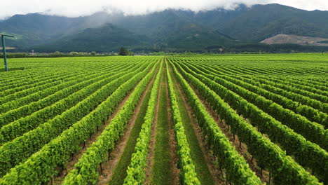 Luftaufnahme-Eines-Weinguts-In-Neuseeland,-Drohnenflug-über-Einem-Weinfeld,-Das-Einen-Malerischen-Ländlichen-Bio-Bauernhof-Für-Die-Weinproduktion-In-Neuseeland-Zeigt