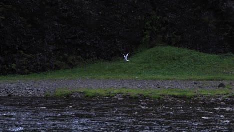 Arctic-Tern-Hovering-over-River-on-the-Hunt-for-Fish-in-Iceland