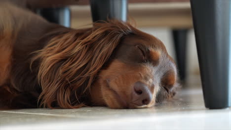 Brown-Sleepy-Dachshund-sausage-dog-falls-asleep-lying-on-floor-underneath-a-chair