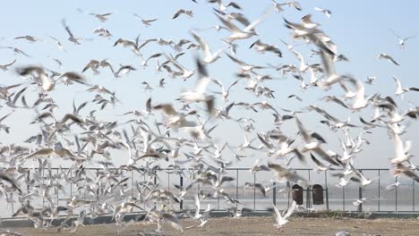 Slow-Motion-shot-showing-flying-flock-of-white-seagulls-on-jetty-in-front-of-sea